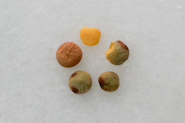 Broken, mottled, and misshapen lentils