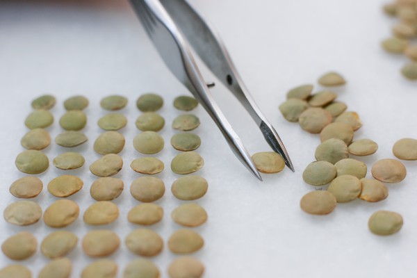 Tweezers holding a lentil that's about to be added to a series of neat rows of sorted lentils